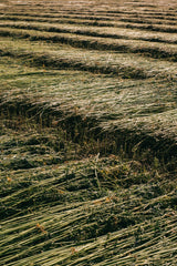 The History of Hemp in Australia - GOOD STUDIOS